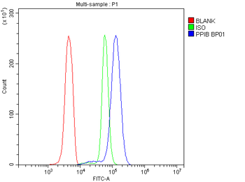 Anti-Cyclophilin B/PPIB Antibody