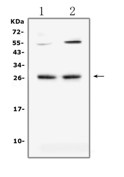 Anti-LIGHT/Tnfsf14 Antibody