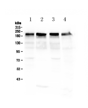 Laminin/Lamc1/Lamc2/Lamc3 Antibody