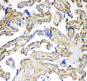Anti-Laminin Antibody