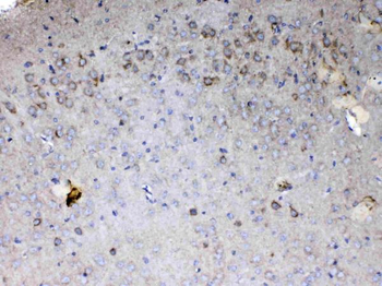 Anti-Cytochrome C/Cycs Antibody