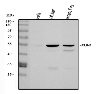 Anti-Perilipin A/PLIN1 Antibody