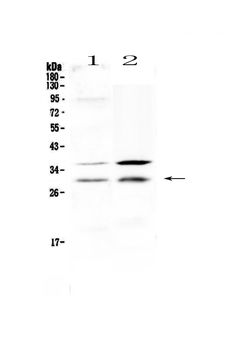 Anti-HOXA5 Antibody