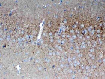 Anti-SAP102/DLG3 Antibody