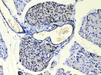 Anti-COPE Antibody