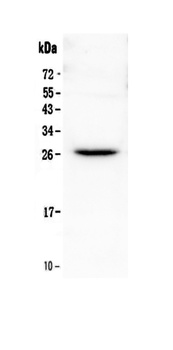 Flt3 ligand/Flt3lg Antibody
