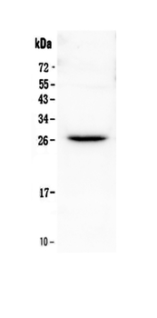 Anti-Flt3 ligand/Flt3lg Antibody