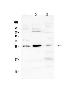 Flt3 ligand/Flt3lg Antibody