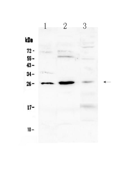 Anti-Flt3 ligand/Flt3lg Antibody