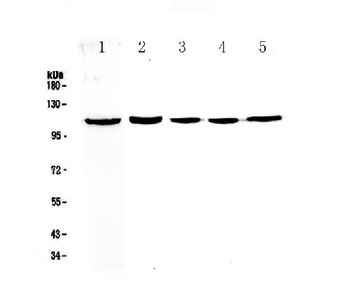 CP110/CCP110 Antibody