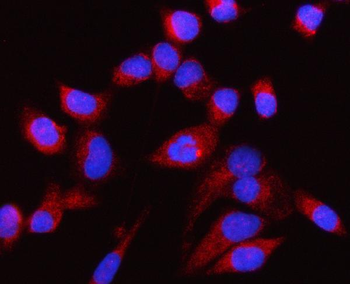 Anti-CP110/CCP110 Antibody