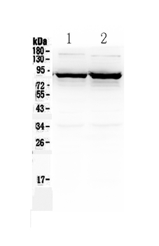 Anti-GABA Transporter 1/GAT 1/SLC6A1 Antibody