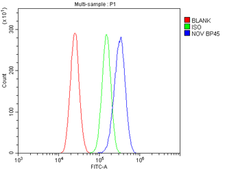 Anti-NOV/CCN3 Antibody