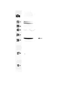Homeobox protein SIX6 Antibody