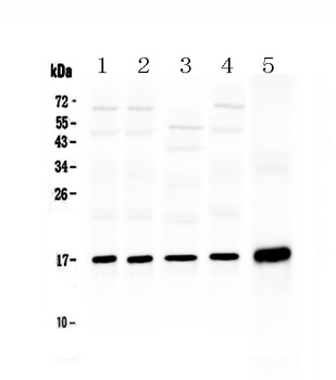 Hsp20/HSPB6 Antibody