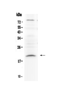 Relaxin 1/RLN1 Antibody