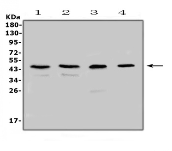 Anti-SP6 Antibody