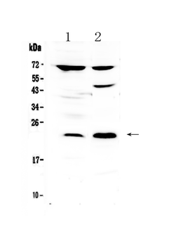 Anti-TRFP/MED20 Antibody