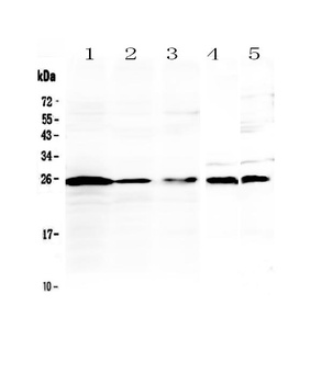 IL36 alpha/IL36A Antibody