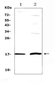 Anti-Epigen/EPGN Antibody