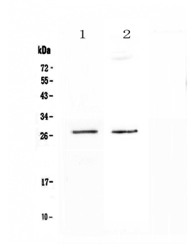 SPR Antibody
