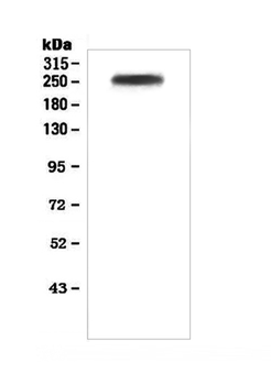 Anti-Factor V/F5 Antibody