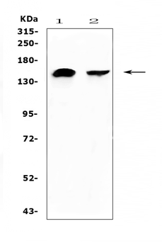 Anti-NEDD4 Antibody