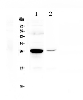 MBL2 Antibody