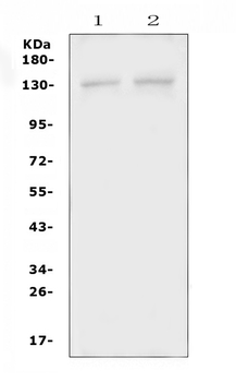 Anti-PSD Antibody