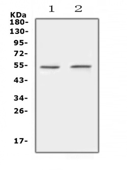 Protein C/PROC Antibody