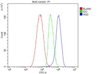Anti-HGD Antibody