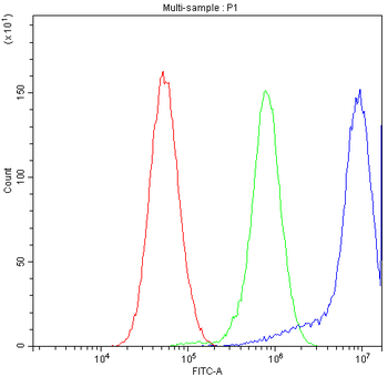Anti-Nicotinic Acetylcholine Receptor alpha 3/CHRNA3 Antibody