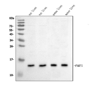 liver FABP/Fabp1 Antibody