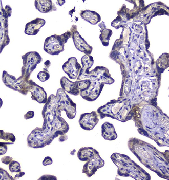 Anti-RAB6A Antibody