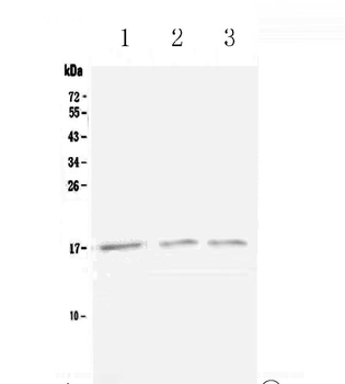 Anti-Lymphotactin/Xcl1 Antibody