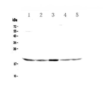 Anti-GADD45G Antibody