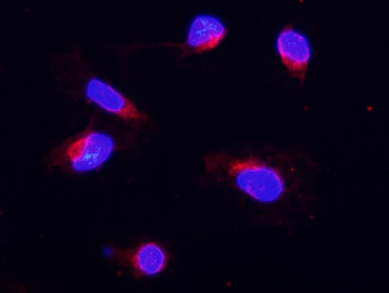 Anti-COX IV/COX4I1 Antibody
