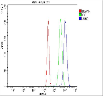 Anti-JunD Antibody