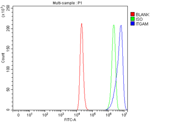 Anti-CD11b/ITGAM Antibody