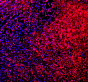 Anti-CD80 Antibody
