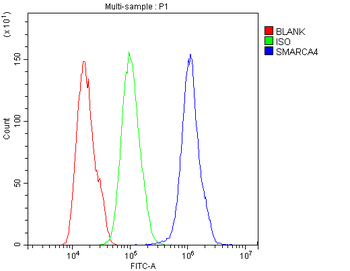 Anti-BRG1/SMARCA4 Antibody