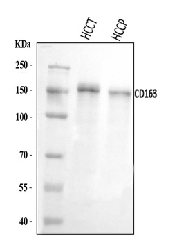 CD163 Antibody
