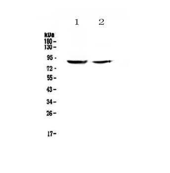 SLC26A4 Antibody