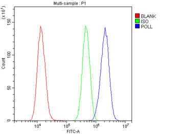 Anti-DNA Polymerase lambda/POLL Antibody