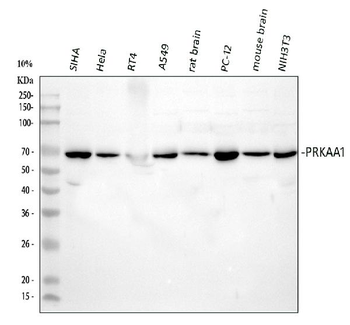 Anti-AMPK alpha 1/PRKAA1 Antibody