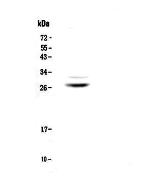 Anti-Myelin Protein Zero/MPZ Antibody