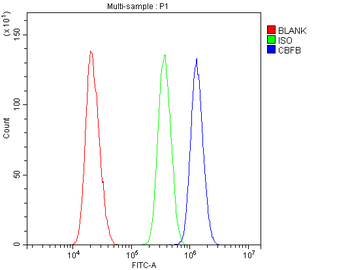 Anti-CBFb Antibody