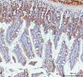 Anti-BCMA/Tnfrsf17 Antibody