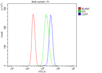 Anti-CLPP Antibody