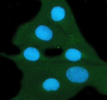 Anti-14-3-3 zeta/delta/YWHAZ Antibody